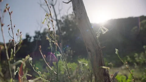 Sun shines on beautiful small wild flowers, Victoria, Australia, You Yangs Stock Footage 227280129