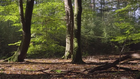 Sun shines in a beech tree forest late summer. Stock Footage 209153639