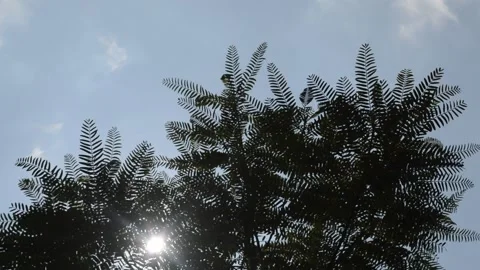 The sun shines behind the leaves Stock Footage 172543608