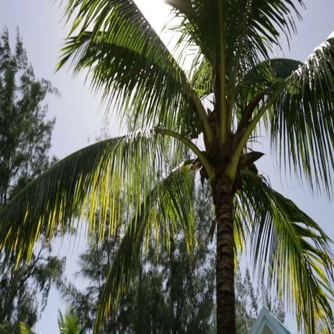 The sun shines behind a palm tree in Mauritius Video stock 69482761