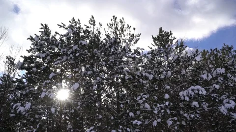 Sun shines behind snow capped pine trees in the winter Video stock 93426547