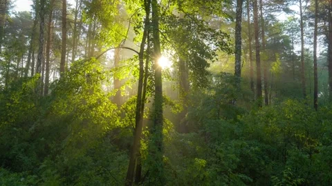 Sun shines from behind tree trunk forming rays of light in light haze. Camera 库存影片 155047124