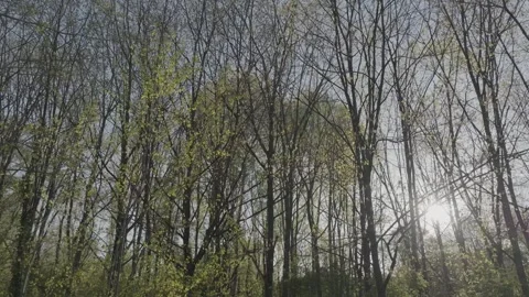 Sun shines behind the trees. Stock Footage 241488517