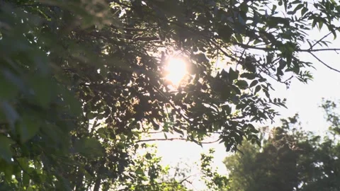 The sun shines between the branches in the wind Stock Footage 338305325
