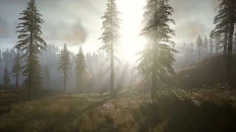 Sun shines between coniferous trees on a hill Stock Footage 137594557