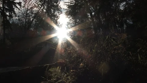 Sun Shines Between Forest Valley Trees Video stock 118938024