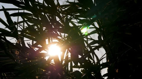 The sun shines between the leaves of a large tree. Screensaver, nature Stock Footage 101103836