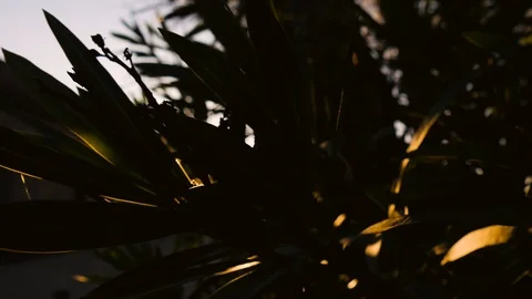 The sun shines between the leaves of a large tree. Screensaver, nature Stock Footage 101104093