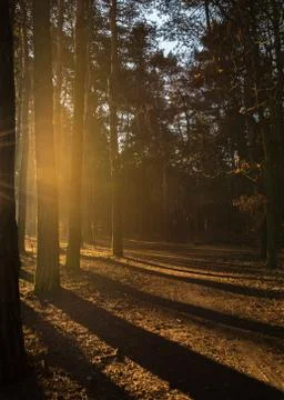 The sun shines between the trees on the bottom of the ground Stock Photos