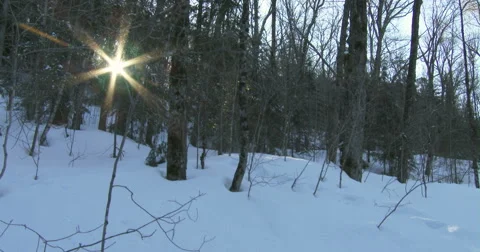 Sun shines between the trees in winter in Algonquin Provincial Park Stock Footage 48586350