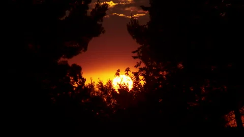 Sun shines between trees in a wood during summer sunset Video stock 141848605