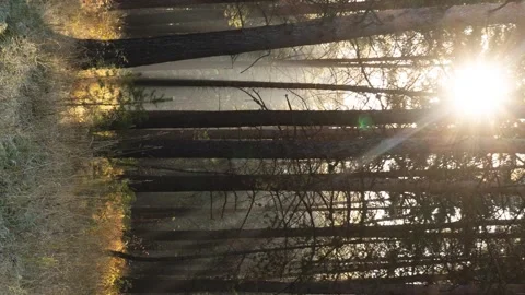 The sun shines between the trunks of tall trees Stock Footage 141316841