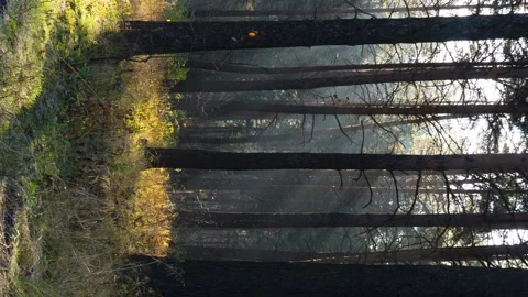 The sun shines between the trunks of tall trees Stock Footage 141585306