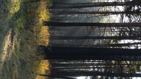 The sun shines between the trunks of tall trees Stock Footage 142994145