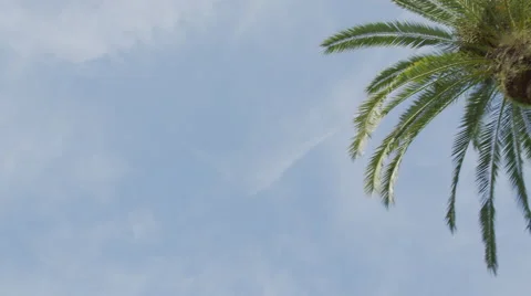 The sun shines on the branches of a palm tree Stock Footage 62617379