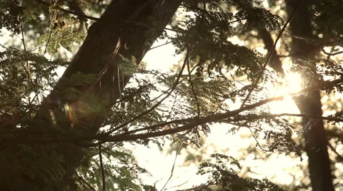 Sun shines bright through the tree leaves in the morning. Stock Footage 51314281