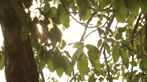 Sun shines bright through the tree leaves in the morning. Stock Footage 51316296