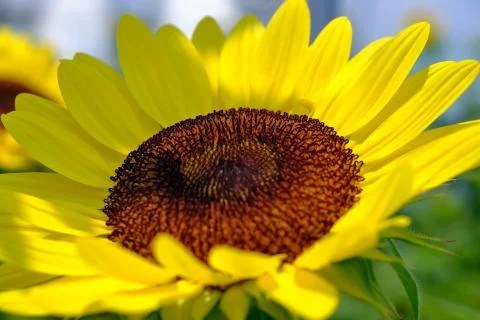 The sun shines on the bright yellow sunflower and the shadow falls. Stock Photos