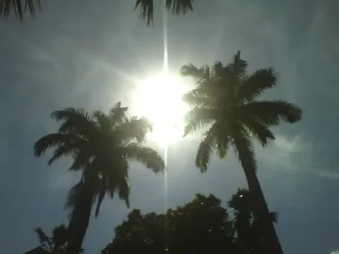 The sun shines brightly on 2 palm trees in the park, beautiful scenery Stock Footage 163680040