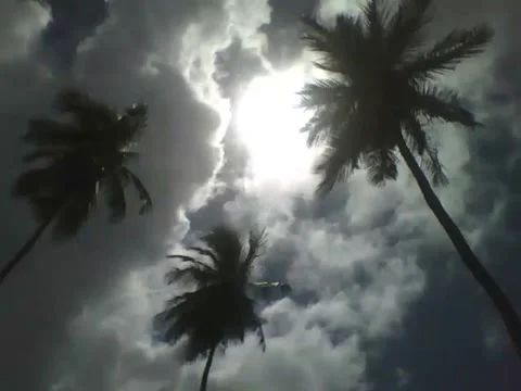 The sun shines brightly on the 3 coconut trees, the light flashes Stock Footage 161209332