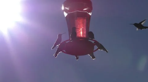 Sun shines brightly in frame with multiple hummingbirds around feeder Stock Footage 67686713