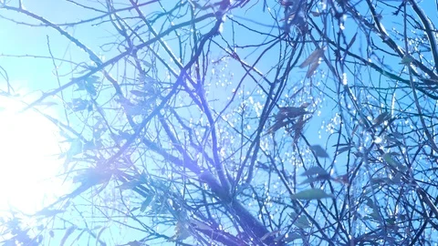 The sun shines brightly on the ice on the branches of a tree 스톡 동영상 123572238