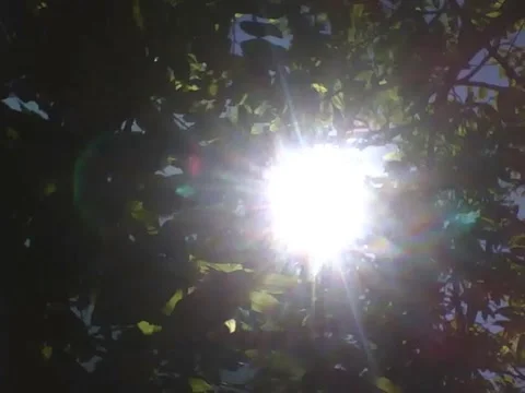 The sun shines brightly on the pine tree Stock Footage 166426918