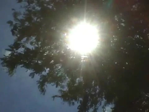 The sun shines brightly on the tamarind tree in the street, very beautiful! Stock Footage 162682767