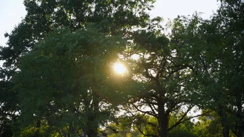 Sun shines brightly through the branches and leaves of a green tree. Stock-Footage 297088354