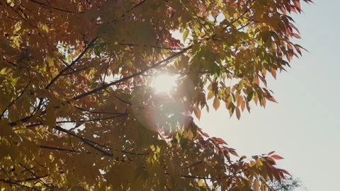 Sun shines brightly through branches of a yellow leaves of the tree. Autumn 库存影片 304304010