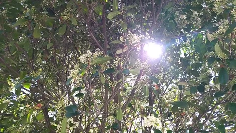 The sun shines brightly through the leaves of the trees and lush branches Video stock 314642824