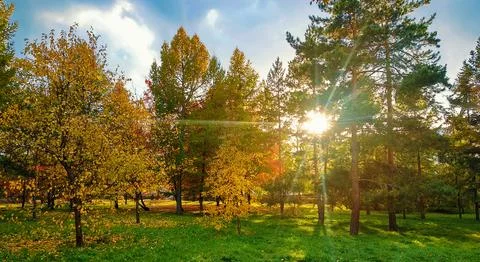 The sun shines into the camera through the trees in an autumn park Stock-Fotos