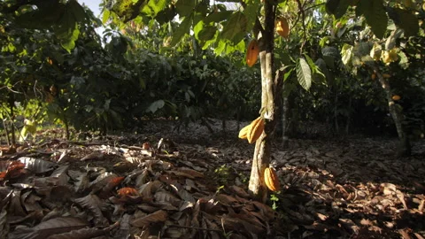 The sun shines on a cocoa tree with its ripe pods, in Ivory Coast Stock Footage 220798549