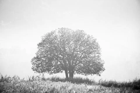 Sun shines down around the tree. Stock Photos