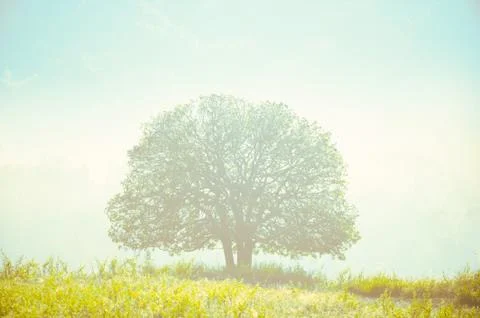 Sun shines down around the tree. Stock Photos