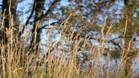 The Sun shines on dry Grass Stock Footage 104013122