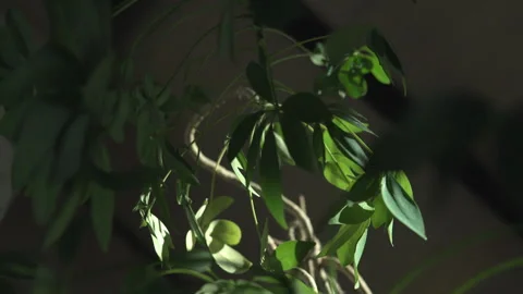 Sun shines on a dwarf umbrella tree (schefflera arboricola) in the living room. Stock Footage 199809593