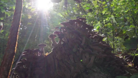 The sun shines in the forest on mushrooms Stock Footage 204069745