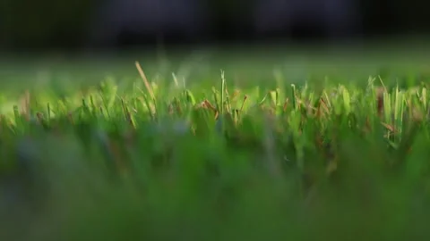 The sun shines on freshly cut grass Stock Footage 288240220