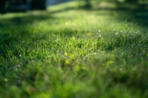 Sun shines on grass Stock Photos