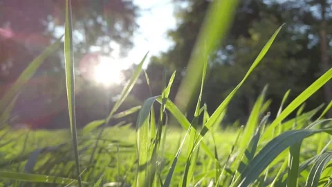 The sun shines on the green grass camera moves 動画素材 138331938