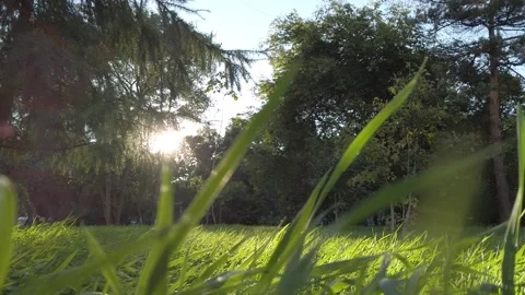 The sun shines on the green grass camera moves Stock Footage 138331985