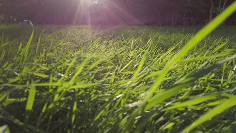 The sun shines on the green grass camera moves Video stock 138332063