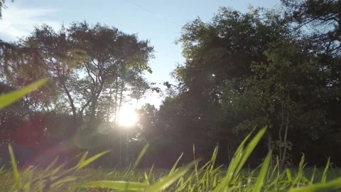 The sun shines on the green grass camera moves Stock Footage 138332078