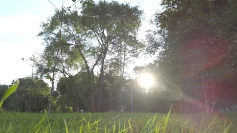 The sun shines on the green grass camera moves Stock Footage 138332361