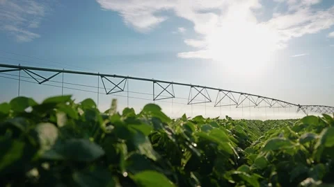 The sun shines on an irrigation system over the green crop field, highlighting Video stock 320064152