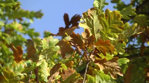 The sun shines on the leaves of the oak tree. Autumn oak leaves and sunlight Stock Footage 263581625