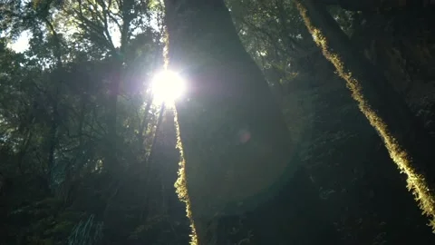 Sun shines on moss on tall trees in the forest Stock Footage 140611956