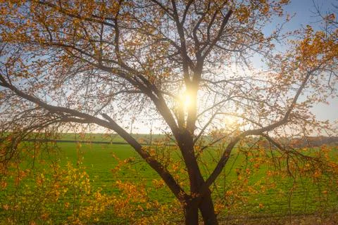 Sun shines out from behind a tree Stock Photos