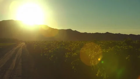 Sun shines over crops in farm next to mountains Stock Footage 167143797
